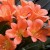 Clivia are blooming!